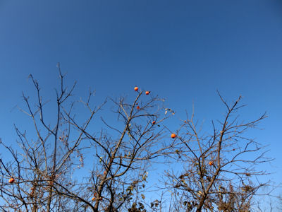 f0019247_1732389.jpg