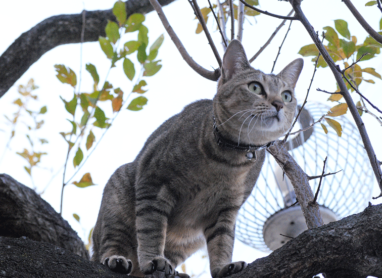 a0001354_226552.gif