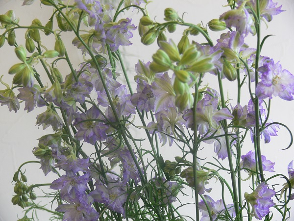 e0140986_1101727.jpg