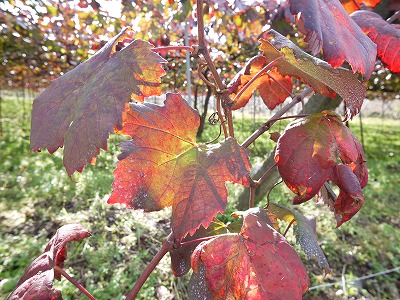 e0209900_1816291.jpg