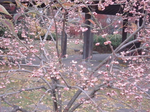 e0353802_17345450.jpg