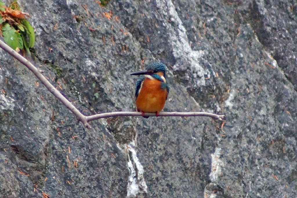 c0042418_8253995.jpg