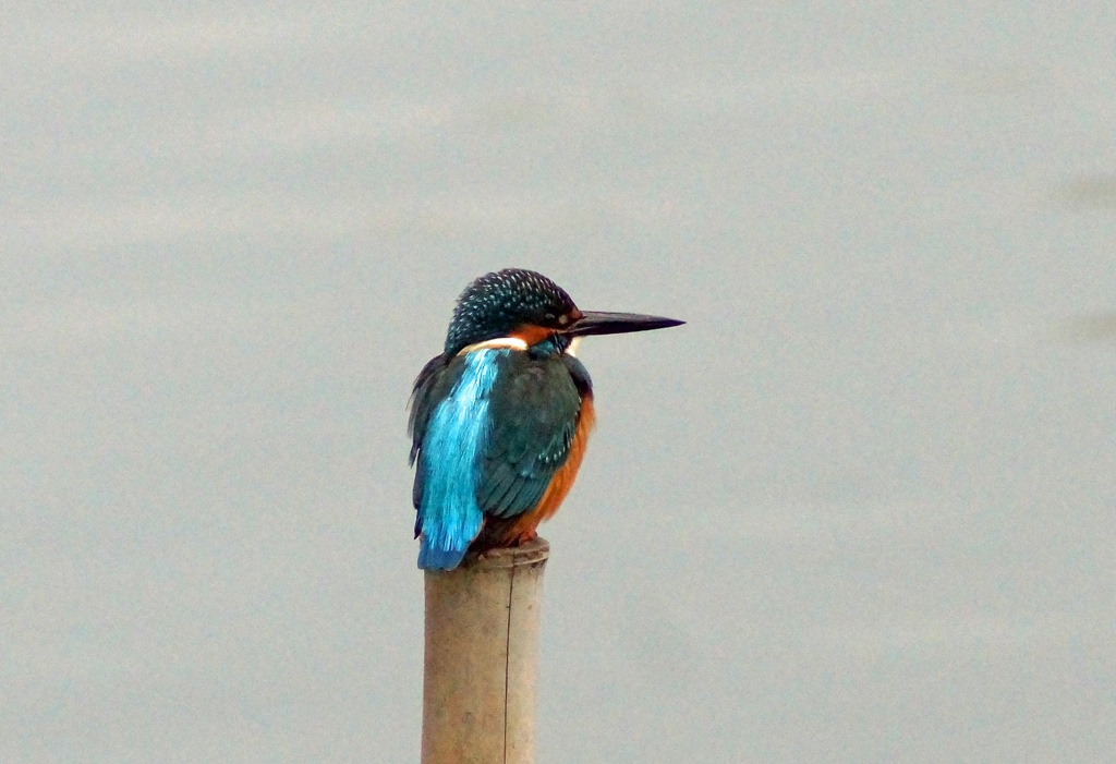 c0042418_8271495.jpg