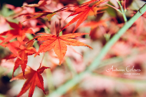 Autumn Colours　5 - お散歩キャメラ