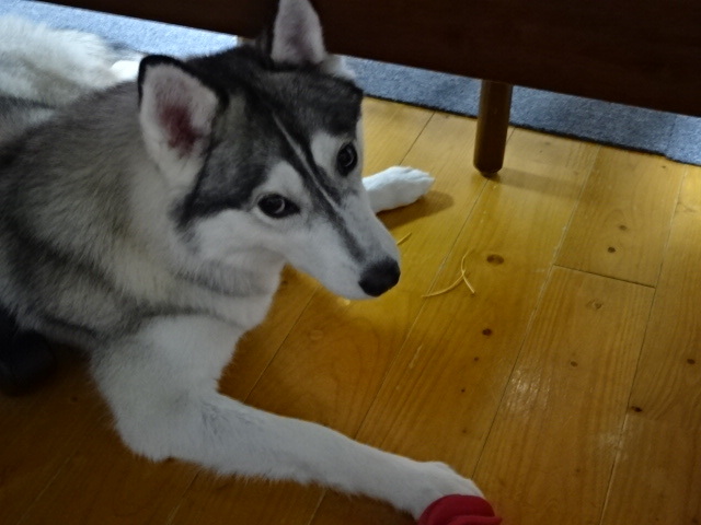 a0241761_21555528.jpg
