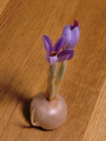 e0045768_22173338.jpg