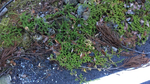 c0341290_23393847.jpg
