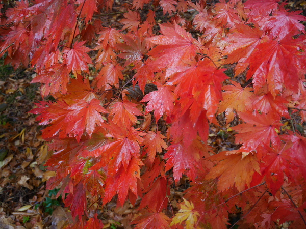 a0140305_221447.jpg