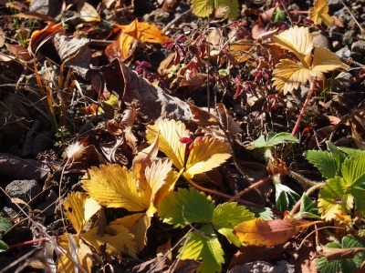 c0117007_1720263.jpg