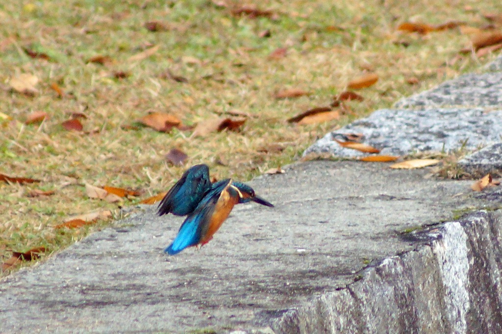 c0042418_8381752.jpg