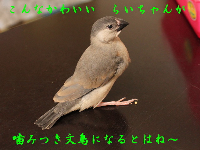 c0365734_23400756.jpg