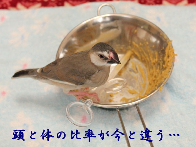 c0365734_23400840.jpg