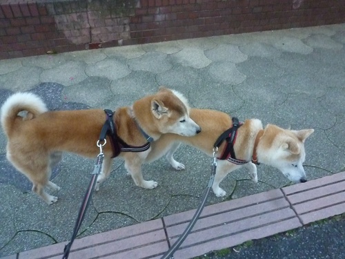 c0123890_20141553.jpg