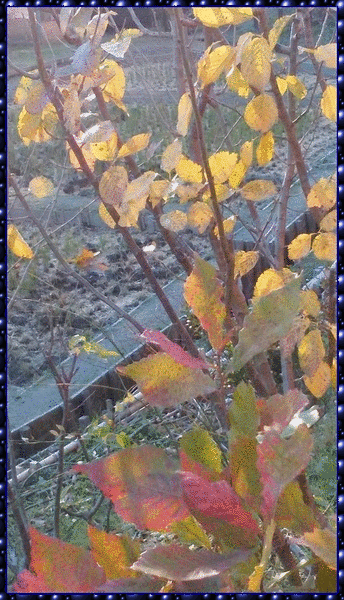 b0133752_17502894.gif