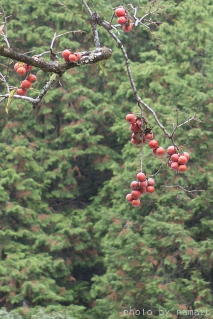 b0280176_111336.jpg