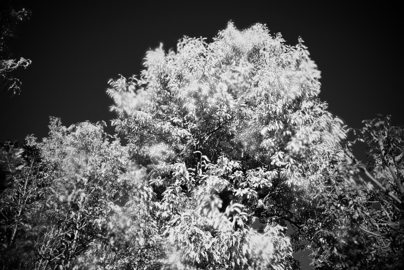 c0109827_17484385.jpg
