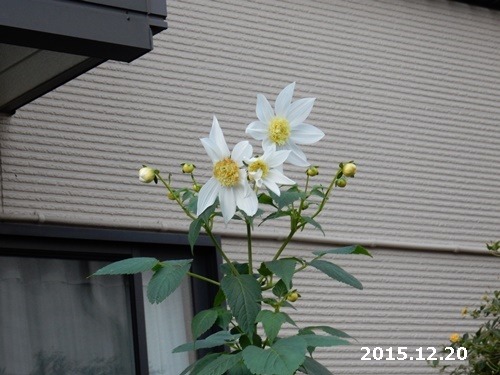 e0033229_17523665.jpg