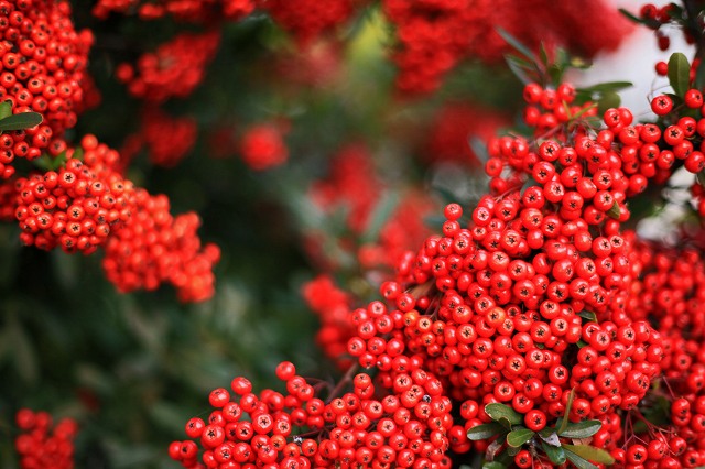 a0242438_18474245.jpg