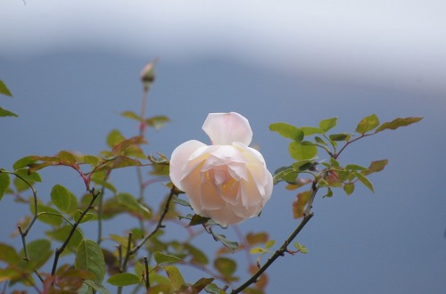 c0186463_1853839.jpg