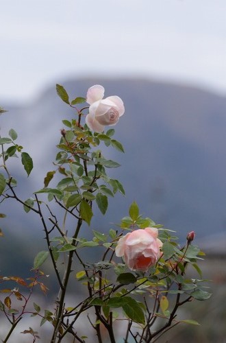 c0186463_1864914.jpg