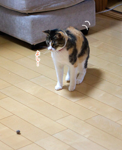 a0119470_11343267.jpg