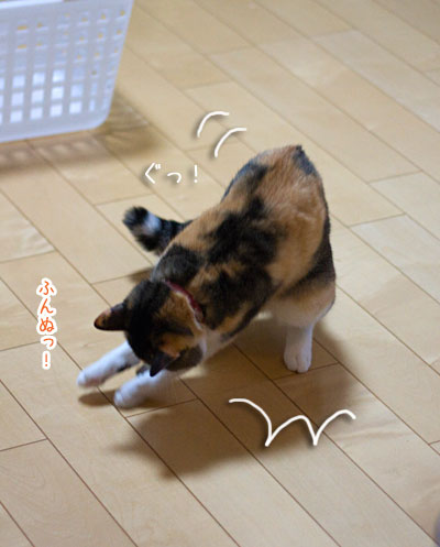 a0119470_11343556.jpg