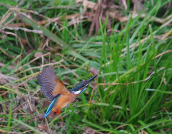 c0176183_20521637.jpg