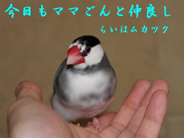c0365734_22460101.jpg