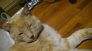 c0049489_22115851.jpg