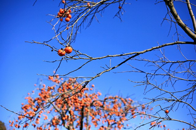 a0242438_20224985.jpg