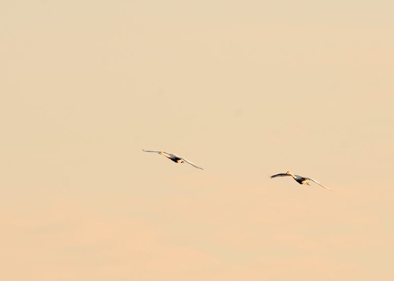 d0290240_16173745.gif