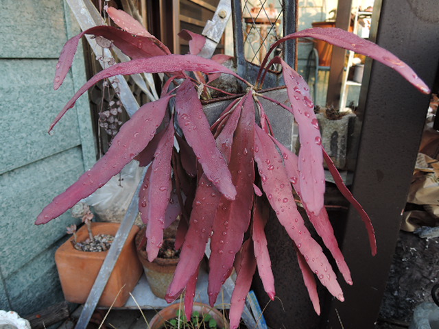 a0250553_1144494.jpg