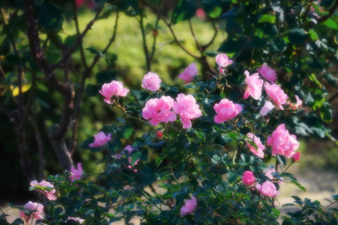 a0263109_9231361.jpg