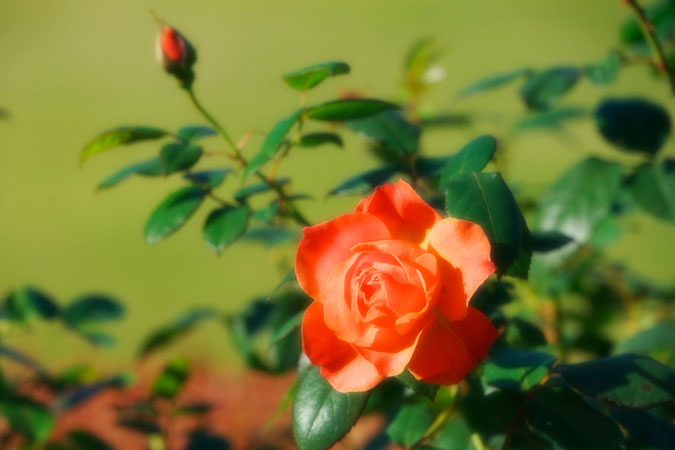 a0263109_923650.jpg