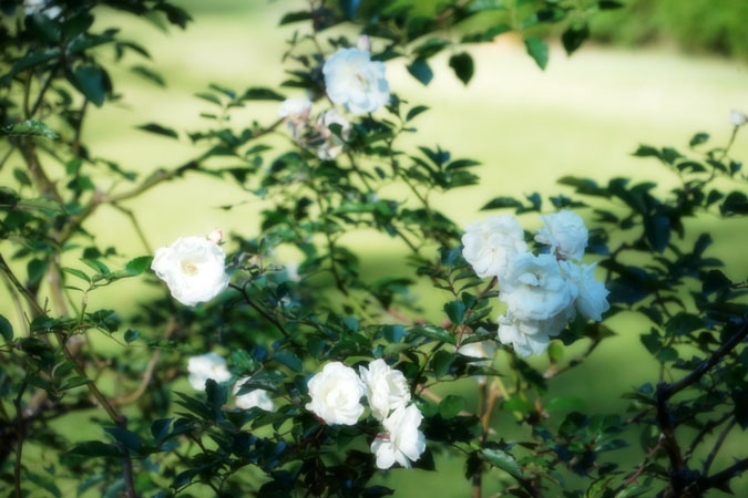 a0263109_9252024.jpg