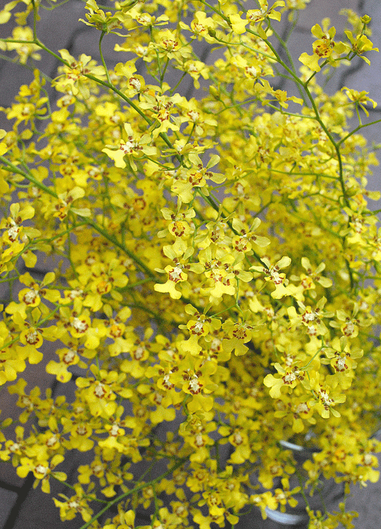 a0001354_22343332.gif