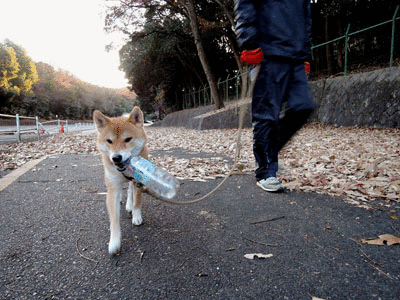 a0286855_6431088.gif