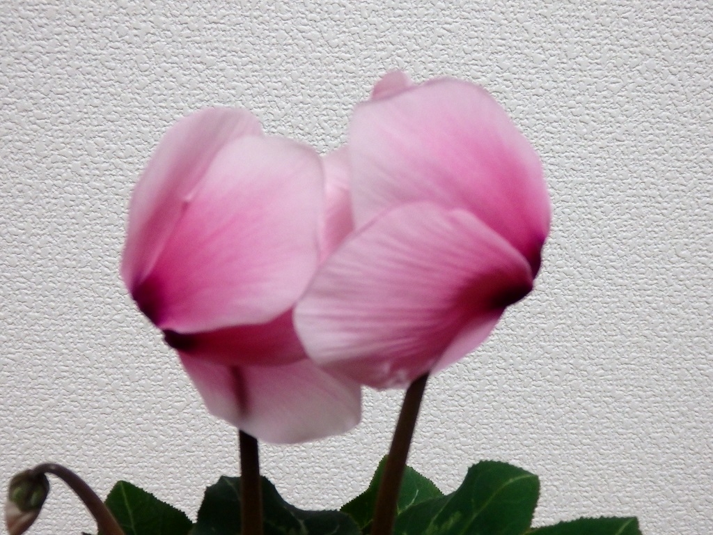 a0193457_2005649.jpg