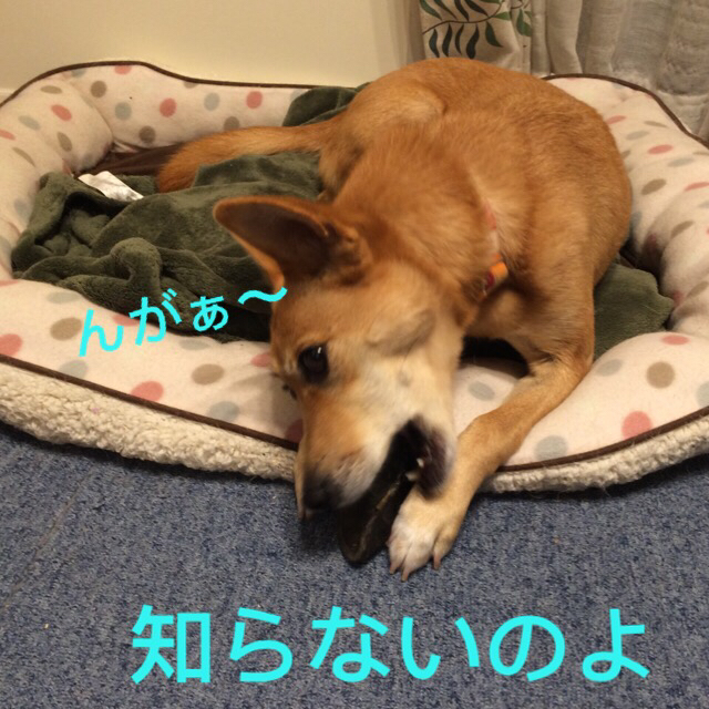 f0287577_20191690.jpg