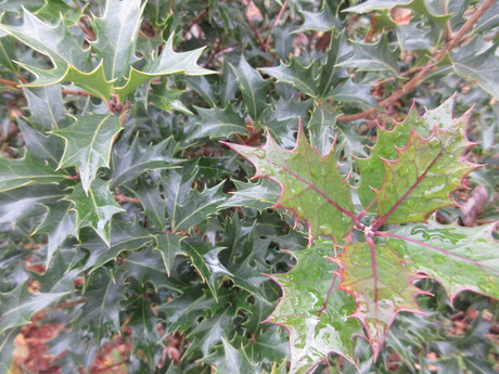 a0203003_9415250.jpg