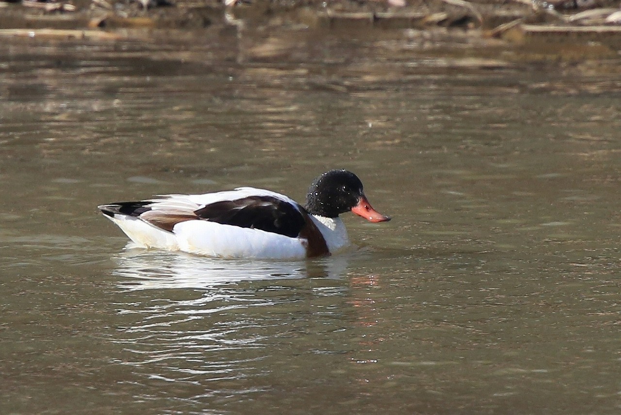 f0296999_18152040.jpg