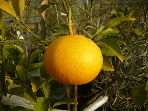 a0139007_17422673.jpg