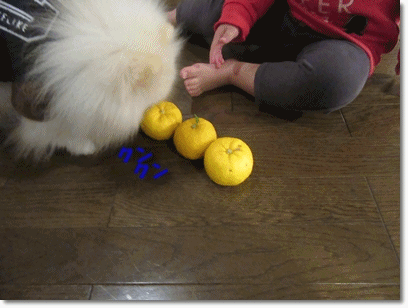 b0167519_11354921.gif