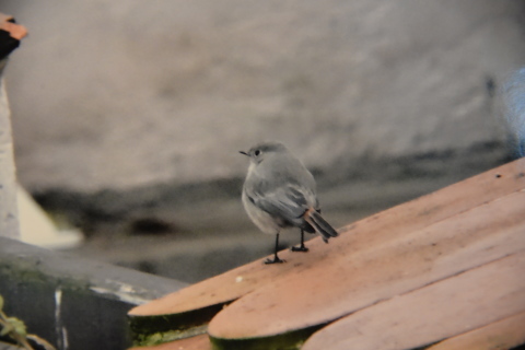e0335926_18490993.jpg