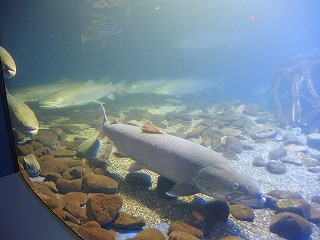 e0004756_21495632.jpg