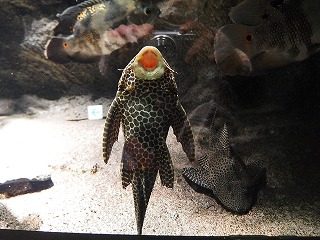 e0004756_2218620.jpg