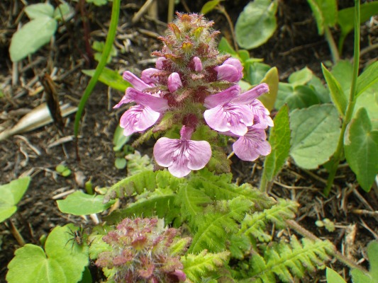 f0187402_20525446.jpg