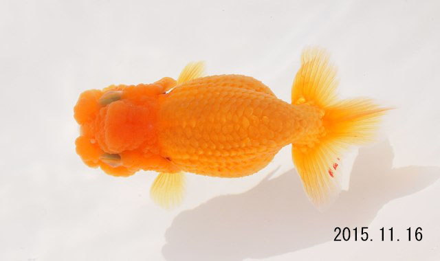 c0162817_8401250.jpg
