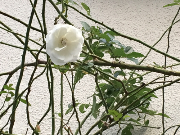 a0098418_18340072.jpg