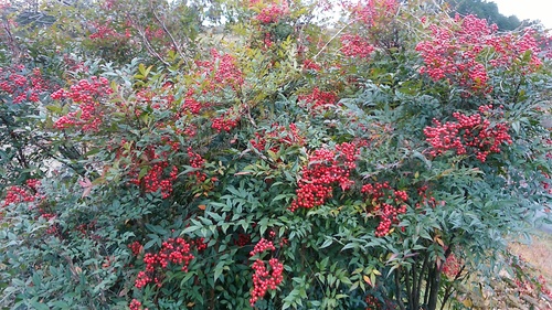 e0071819_14543541.jpg